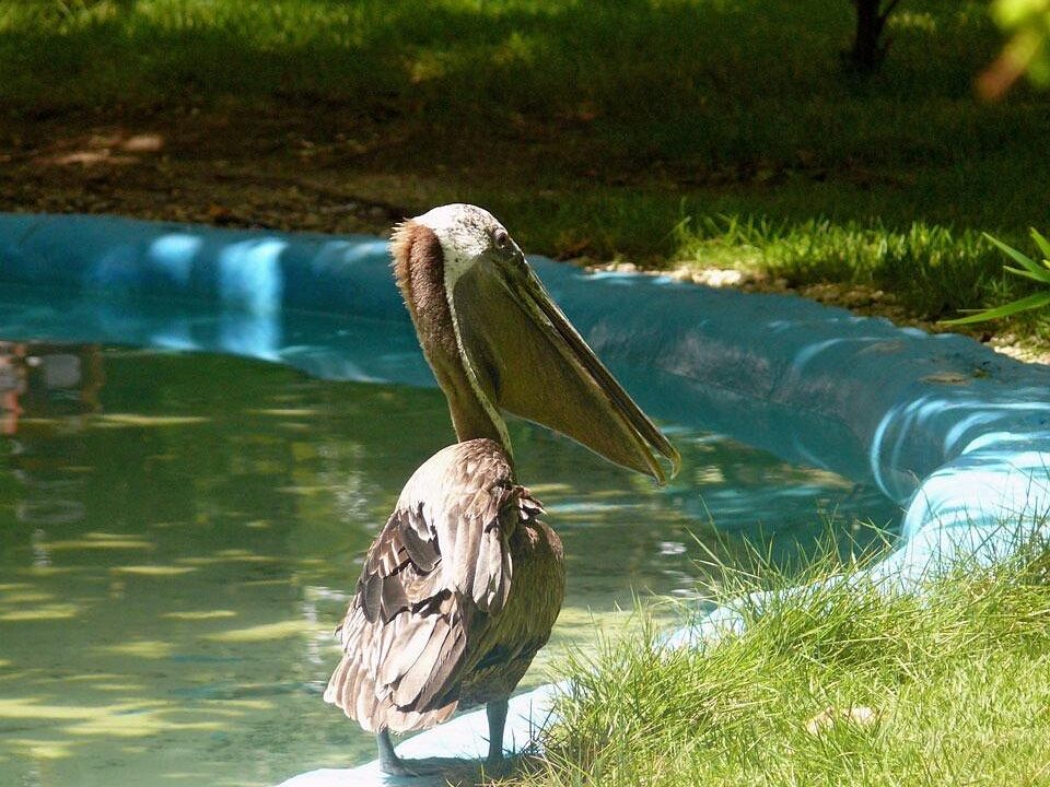 bird, zoo, exotic, country, dominican, republic, nature, summer, holiday, sun