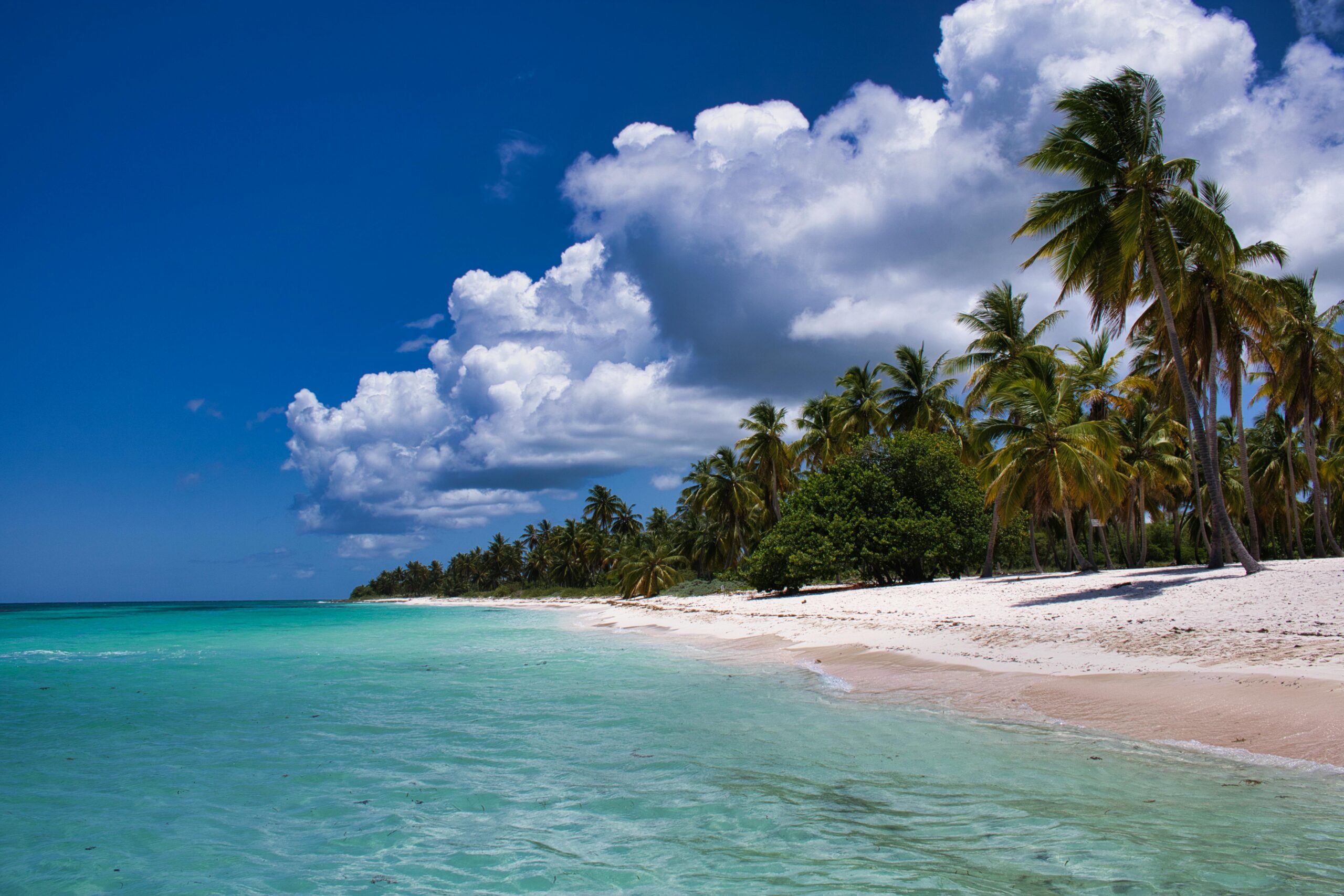 Serene tropical beach scene with palm trees, clear ocean, and vibrant blue sky.